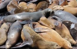 Most of the sea lions found on the beaches were buried in the sand 