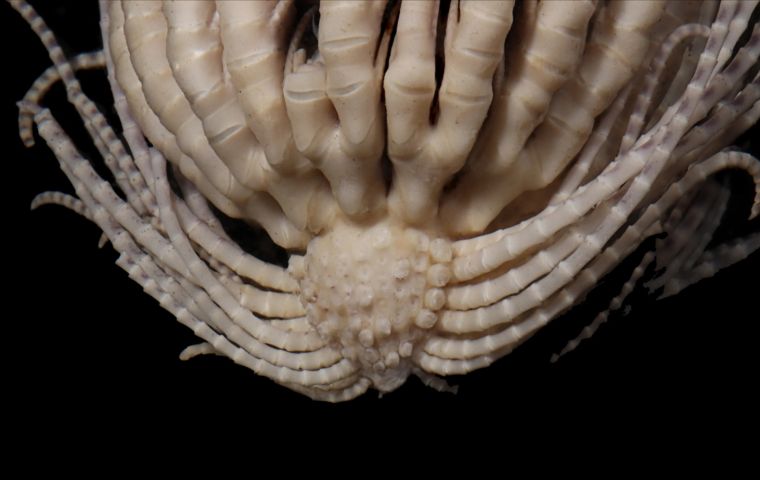 The Antarctic strawberry feather star gets its name from the strawberry-like nub on its body, from which string like appendages called cirri protrude anchor the animal to the seafloor