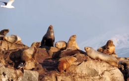 Sea lions would contract avian influenza through sick wild birds' excretions, Argentine experts speculate 