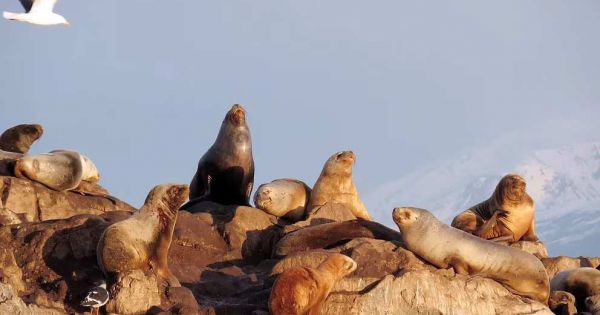 Mar del Plata breakwater closed due to sea lions dying of bird flu - Vimarsana News