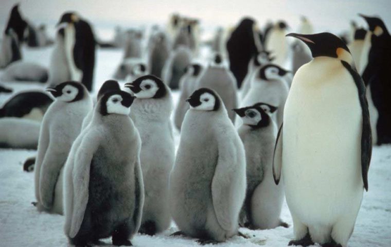 Hotter temperatures melt the ice before the chicks develop their waterproof feathers (BAS pic)