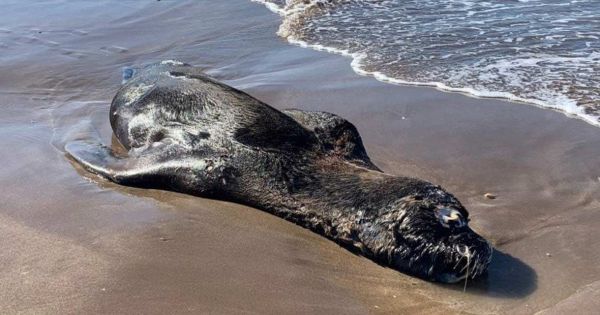 Three more sea lions confirmed to have died of bird flu - Vimarsana News