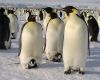 Emperor penguins (Aptenodytes forsteri) breed on sea ice during the Antarctic winter