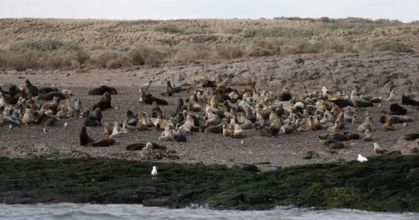 Cierran playas de la Patagonia argentina por muerte de lobos marinos por gripe aviar — MercoPress