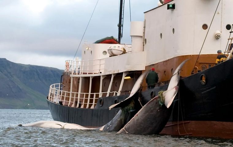 Killing whales would now be admissible, albeit in a more humane way, according to Iceland's government