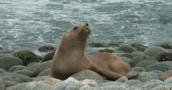 First case of sea lion dying of avian flu confirmed in Uruguay - Vimarsana News