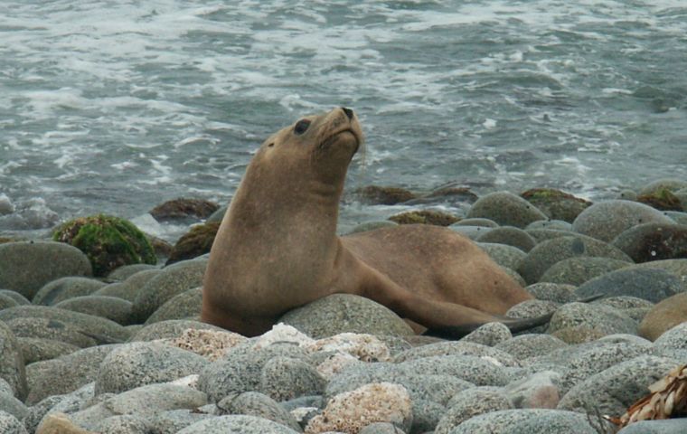 Tesore told El País that these animals take advantage of buildings to seek refuge, especially on cold days