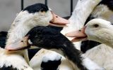 In Europe's only mass-vaccination campaign against avian influenza, the two-jab course is obligatory for ducklings, from as young as 10 days old