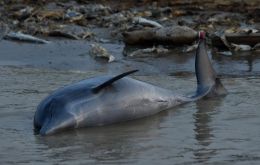Low river levels during a severe drought have heated water in stretches to temperatures that are intolerable for the dolphins, experts believe