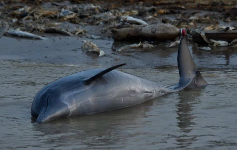 Low river levels during a severe drought have heated water in stretches to temperatures that are intolerable for the dolphins, experts believe