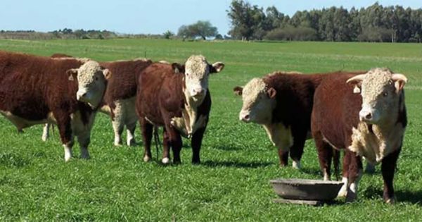 Clock is ticking for the Big Meat "sunset industry" — MercoPress - Vimarsana News