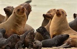 Sea lions are common mammals along the Uruguayan coast line