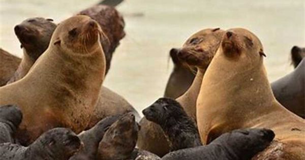 Avian Flu: Uruguay admits burying 400 sea lions; but a similar number tested positive - Vimarsana News