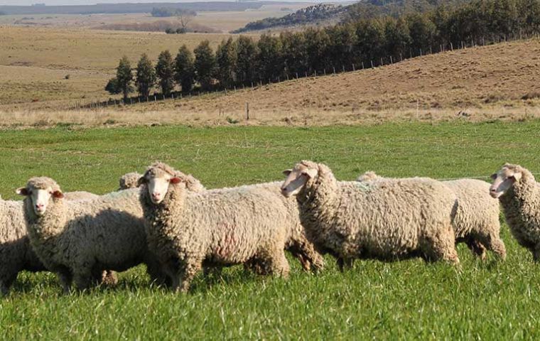 Wool export sales fell 10% in the volume exported, some 16,682,236 kilos and a 21% decrease in value, US$ 92,508 million; Italy and China the main purchasers