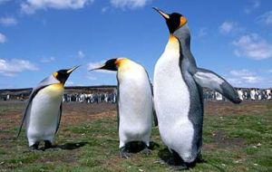More than a million penguins lives in the Islands
