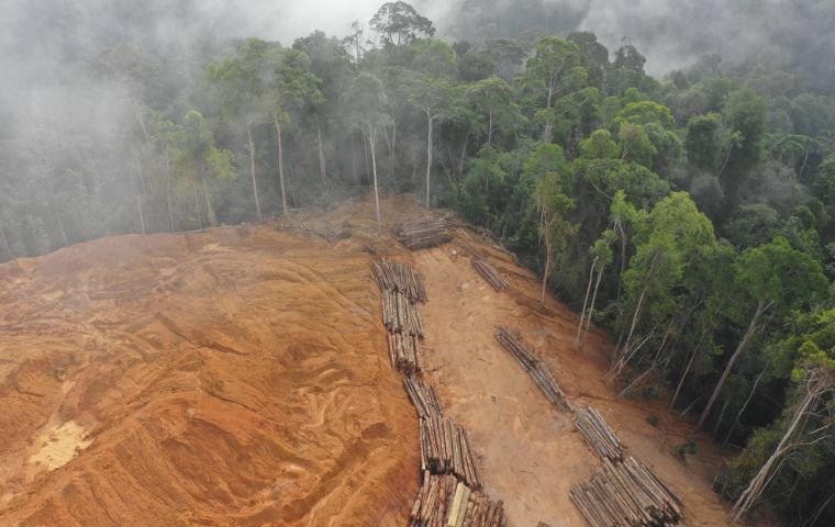 Бразилия в Брюсселе: Закон ЕС о борьбе с вырубкой лесов повлияет на 34% бразильского экспорта