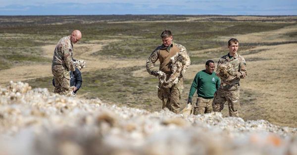 BFSAI help with soil erosion and pasture re growth in the Falklands by spreading wool - Vimarsana News