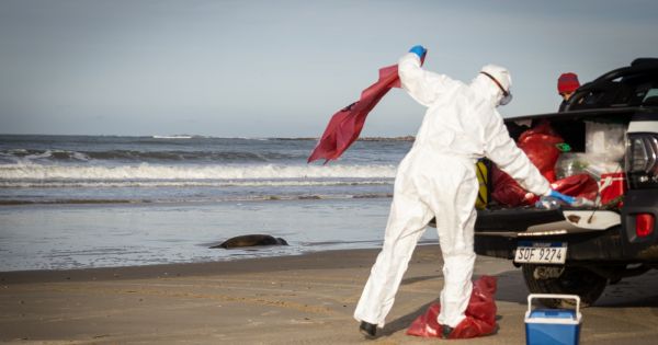 La gripe aviar continúa matando mamíferos costeros a lo largo de la costa del Atlántico Sur — MercoPress