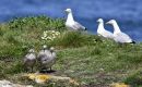 Bird Island is one of the most closely monitored seabird and seal colonies in the world, so ongoing studies will reveal the impacts of the disease in detail. 