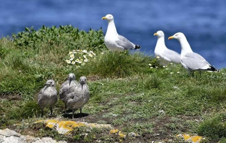 Bird Island is one of the most closely monitored seabird and seal colonies in the world, so ongoing studies will reveal the impacts of the disease in detail. 