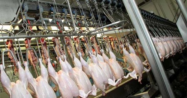 Brazil to become world's leading chicken meat exporter in 2024 — MercoPress