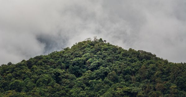 Drop in deforestation of Brazilian Amazon reported - Vimarsana News