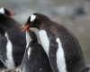 Thousands of gentoo penguins live and hunt, using the Falkland Islands as a breeding zone for their tiny chicks.