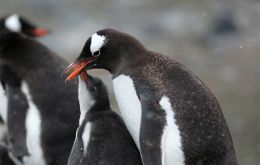 Thousands of gentoo penguins live and hunt, using the Falkland Islands as a breeding zone for their tiny chicks.
