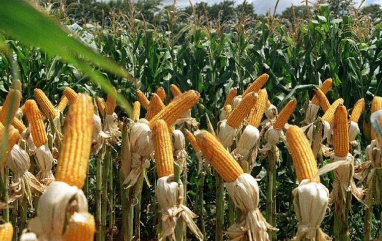 Lower corn production in the last season, coupled with a fall in international prices, has contributed significantly to the latest figures