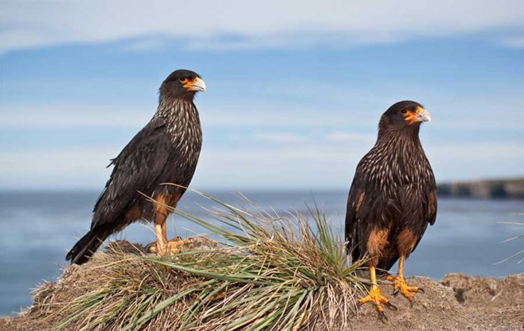 Caracaras in the Falkland Islands are fascinating and unique birds of prey, playing a significant role in the archipelago’s ecosystem.(Pic Burrard-Lucas)