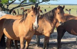  SENASA reports that all establishments or farms which notified such symptoms and death of horses have been interdicted with absolute movement restriction for all equines. 