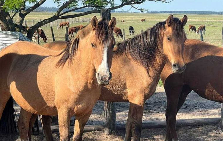  SENASA reports that all establishments or farms which notified such symptoms and death of horses have been interdicted with absolute movement restriction for all equines. 