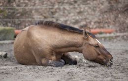 Equine encephalomyelitis is highly contagious and can affect humans 
