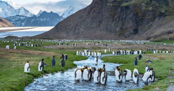 South Georgia ensures environmental protection for its maritime zone until 2028 - Vimarsana News