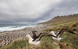 A black browed albatross, that was found dead on Steeple Jason, was swabbed for highly pathogenic avian influenza. A positive result was returned. Steeple Jason has been declared  out of bounds
