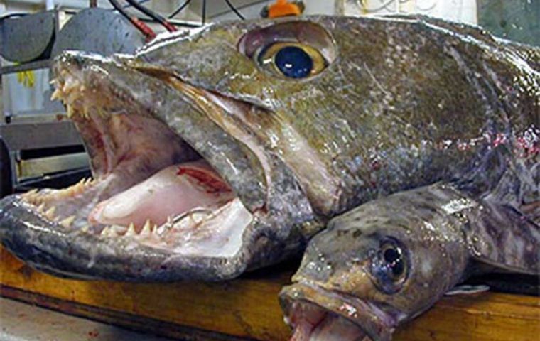 Large toothfish caught in SGSSI waters 