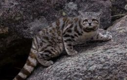 The Andean cat inhabits the highlands of the Andes and elevations of the Patagonian steppe in Argentina