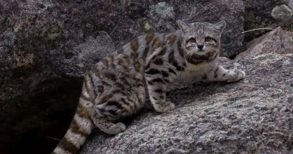 Endangered Andean cat sighted in Argentine province of Neuquén - Vimarsana News