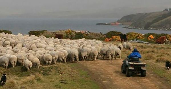 Falklands: Sheep industry global downturn resurfaces debate on the abattoir - Vimarsana News