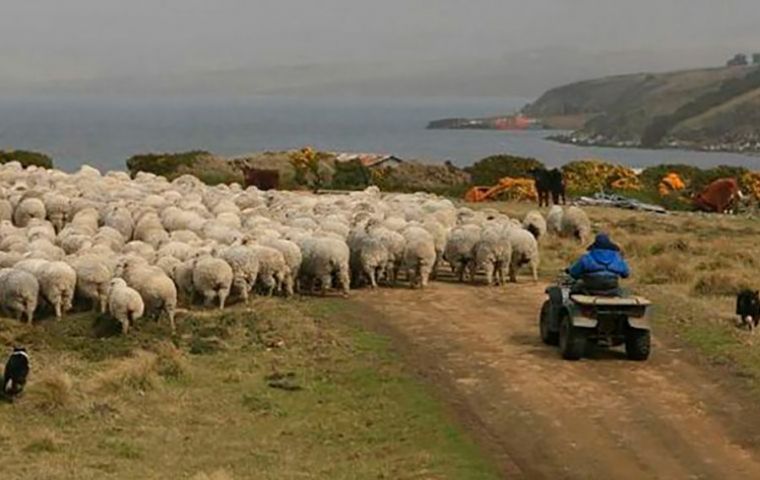 The FIMCO facilities and abattoir meant to help Falklands traditional sheep farming 
