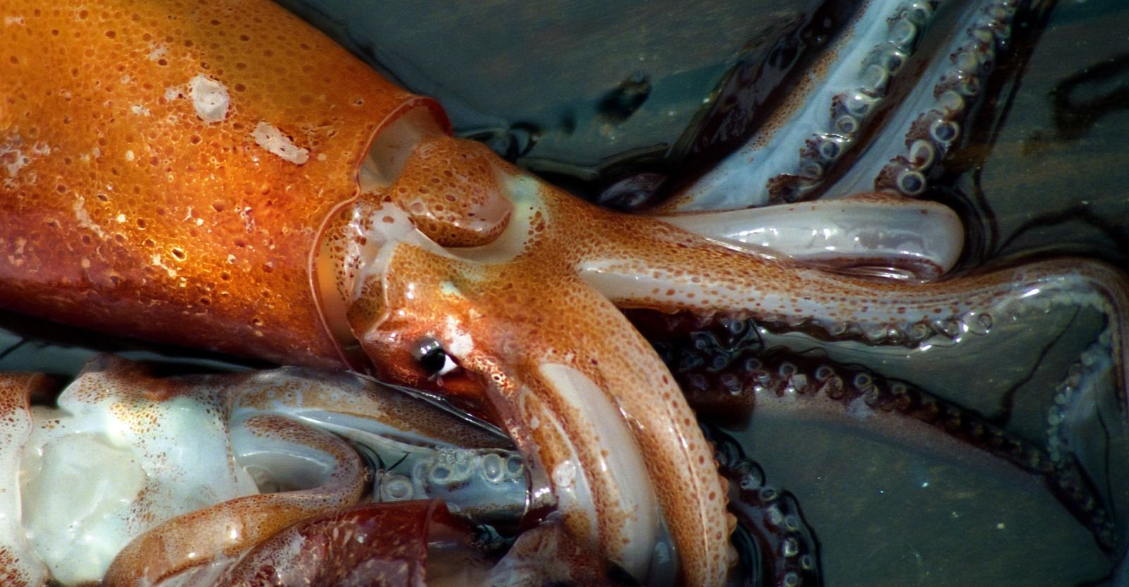 Encouraging start of Illex squid season report Argentine fishing interests  — MercoPress