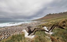 Falklands Conservation carried out a surveillance visit in January 2024 and found dead albatross chicks in their thousands as well as low levels of rockhopper and skua mortalities