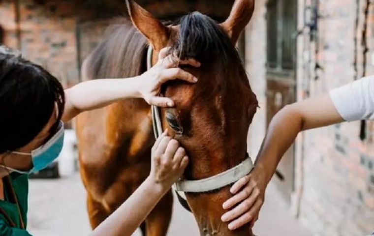 The equine viral disease has expanded to most of the Uruguayan territory
