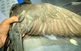 The pigeon that was held captive in India for 8 months. Photo: EFE/ PETA 