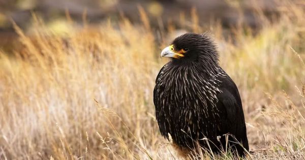 Falklands: confirmed case of avian influenza at Stanley Common - Vimarsana News