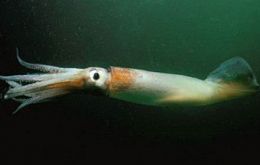The fishing ground mainly extended from 34°S to 55°S and from 50°W to 70°W, approximately covered distributional range of the Argentine shortfin squid Illex