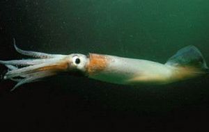 The fishing ground mainly extended from 34°S to 55°S and from 50°W to 70°W, approximately covered distributional range of the Argentine shortfin squid Illex