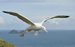 Wandering albatross have tested positive for avian flu on Bird Island (Photo: Richard Phillips, BAS)