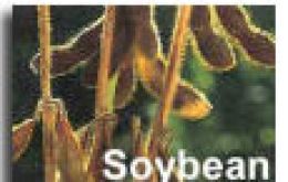 Argentina is the world's third exporter of soybeans