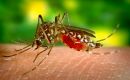 Brazil could have twice as many dengue cases this year as in 2023, Trinidade said